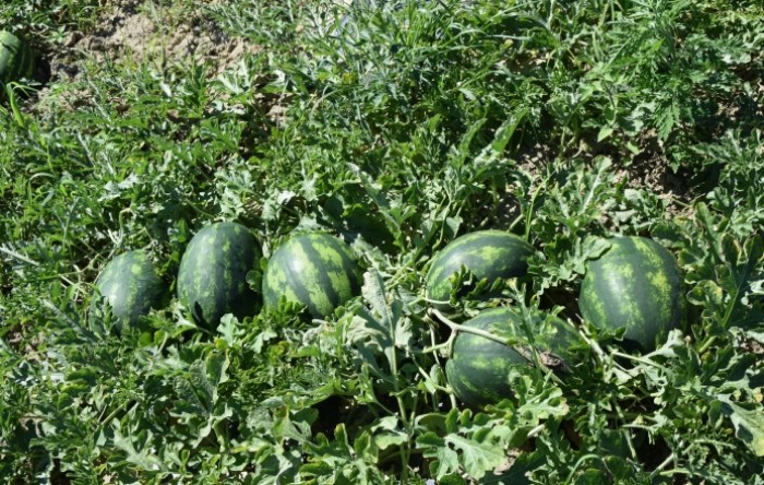 MONITUS AGRO d.o.o.