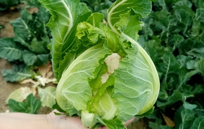 MONITUS AGRO d.o.o.