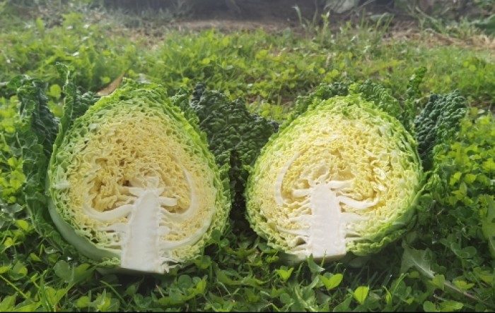 MONITUS AGRO d.o.o.