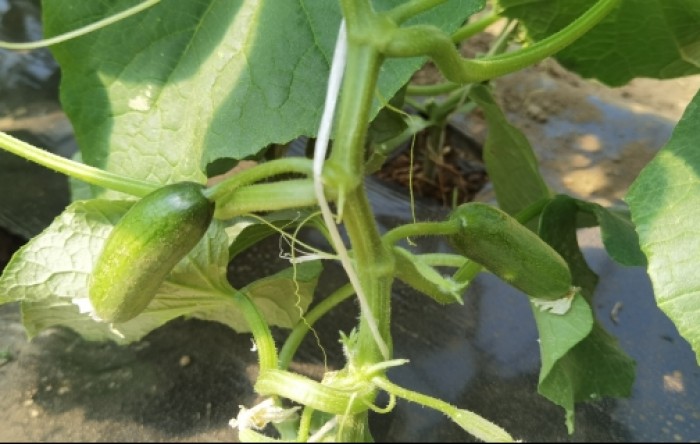 MONITUS AGRO d.o.o.