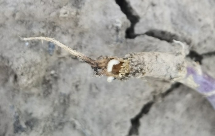 Upoznajmo se sa štetnicima: kupusna muha