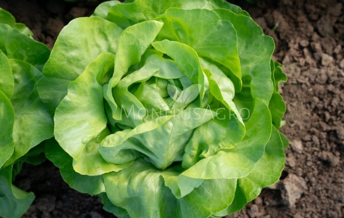 MONITUS AGRO d.o.o.