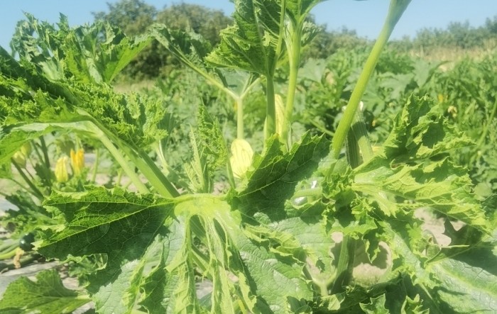 MONITUS AGRO d.o.o.