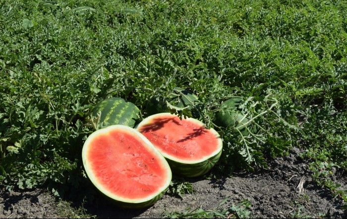 MONITUS AGRO d.o.o.