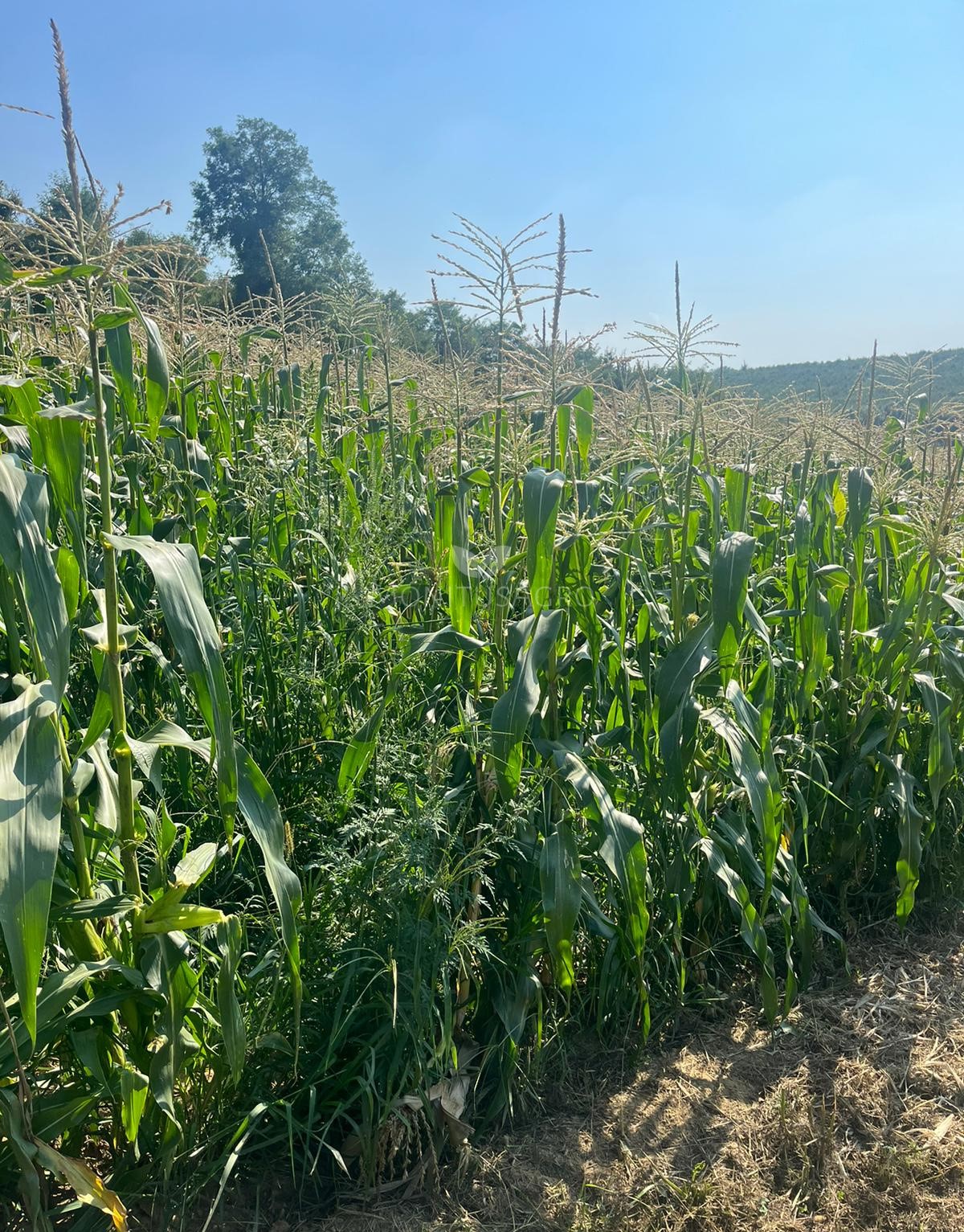 MONITUS AGRO d.o.o.