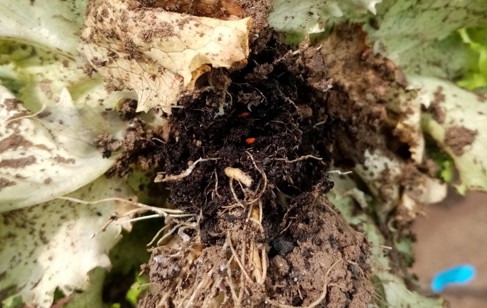 MONITUS AGRO d.o.o.