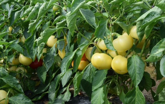 MONITUS AGRO d.o.o.
