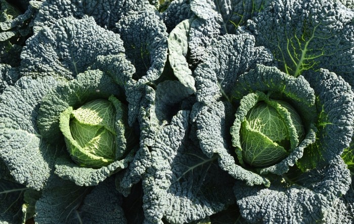 MONITUS AGRO d.o.o.