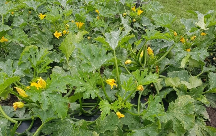 MONITUS AGRO d.o.o.