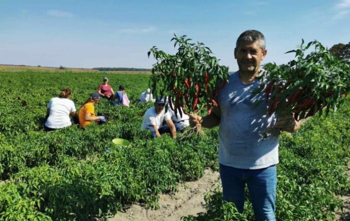 Zoe F1- začinska paprika