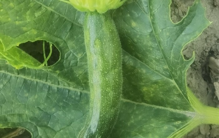 Upoznajmo se s virusom: virusi tikvice