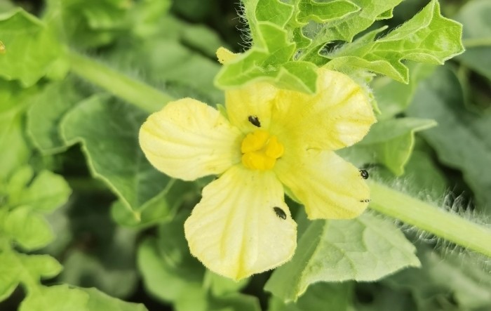 MONITUS AGRO d.o.o.