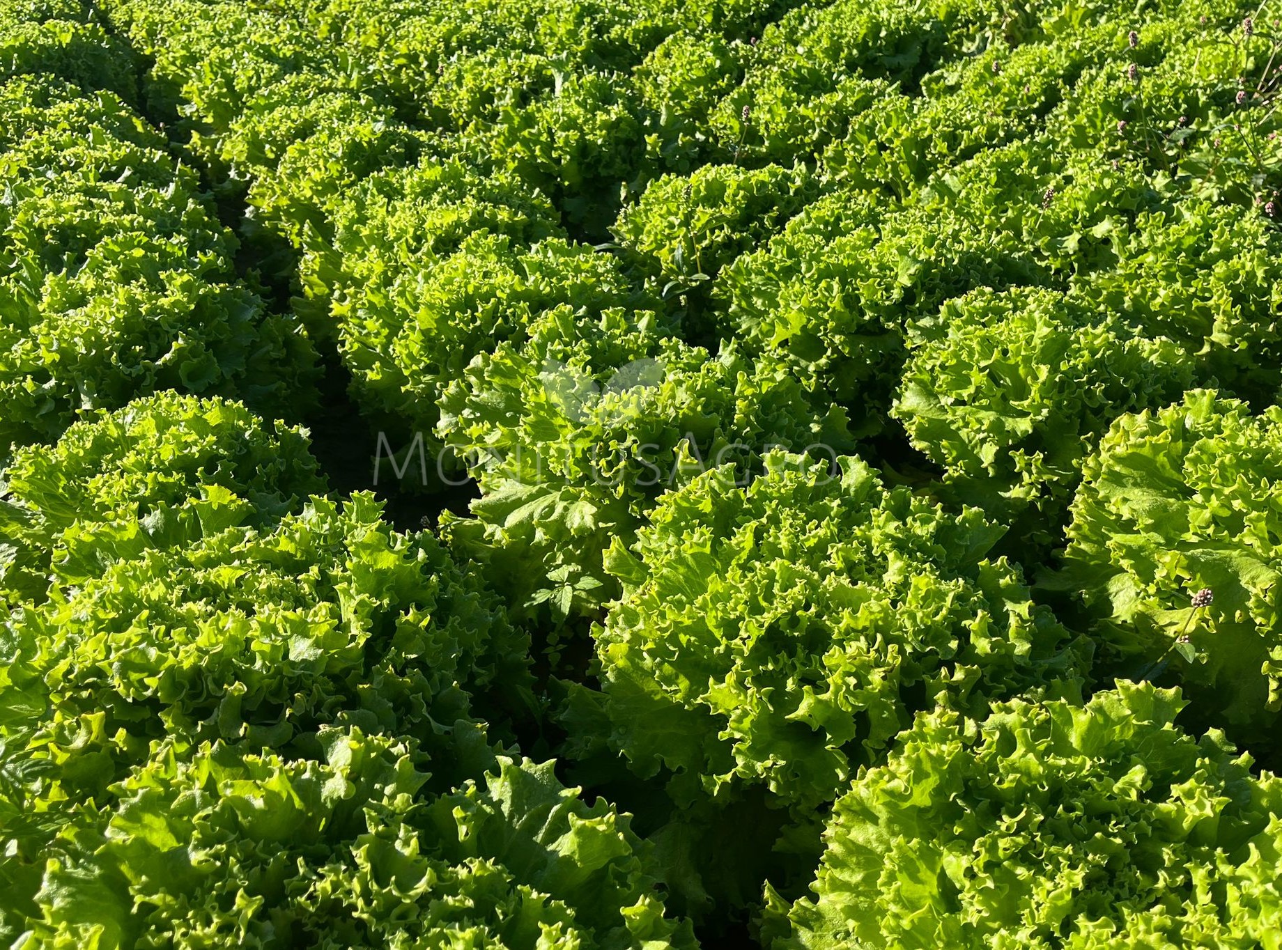 MONITUS AGRO d.o.o.
