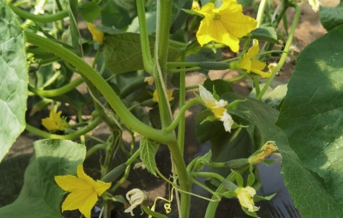 MONITUS AGRO d.o.o.