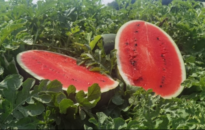 MONITUS AGRO d.o.o.
