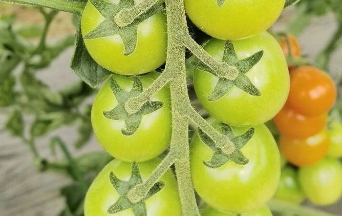 Šarenilo naših rajčica