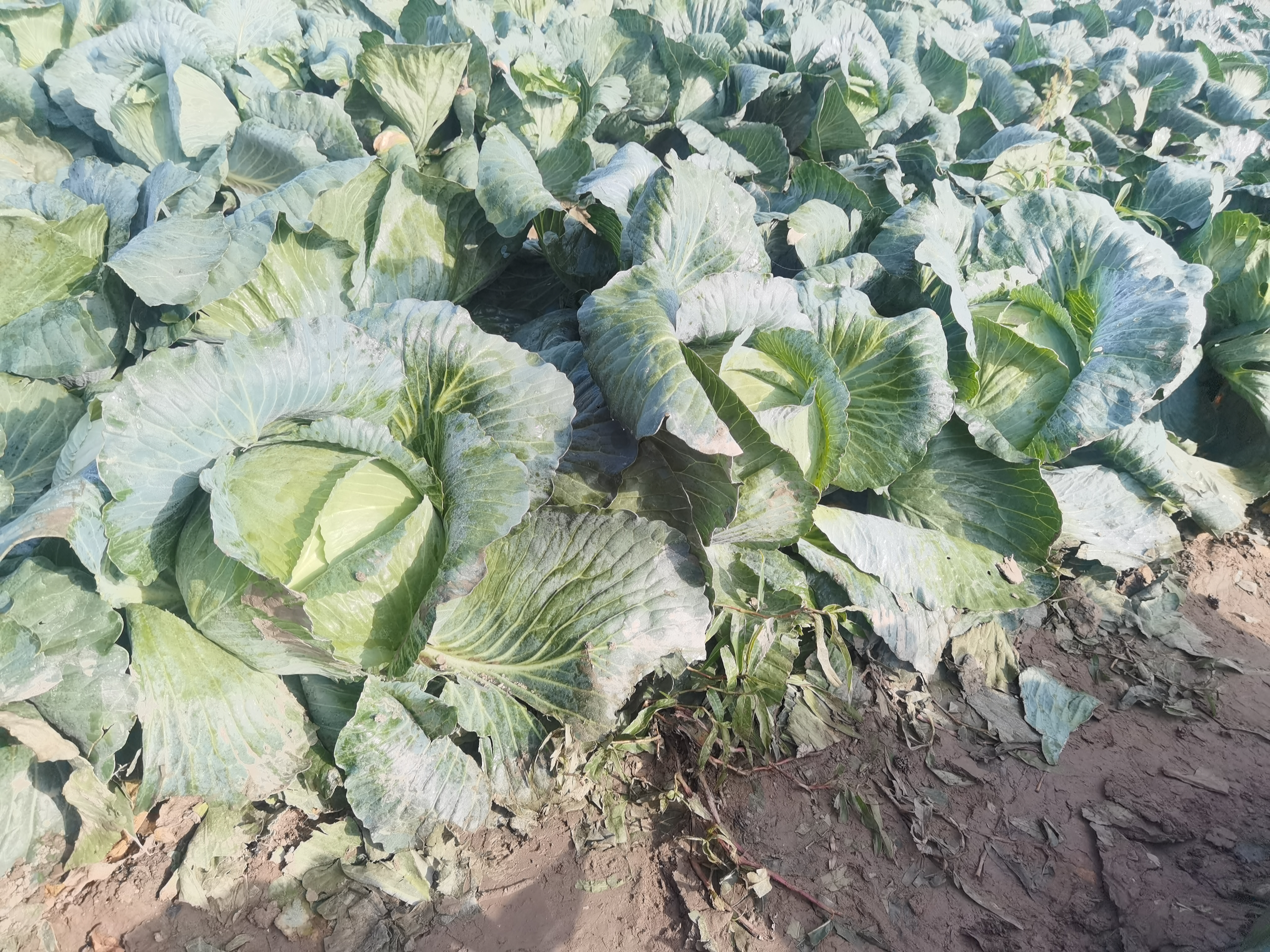 MONITUS AGRO d.o.o.