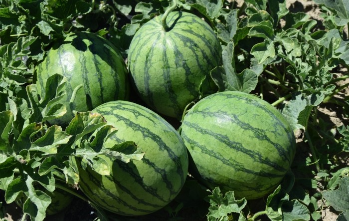 MONITUS AGRO d.o.o.