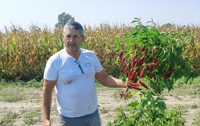 Počela berba začinske paprike