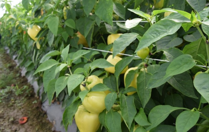 Pokusi paprika Orosco 2020.