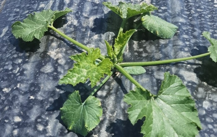 MONITUS AGRO d.o.o.