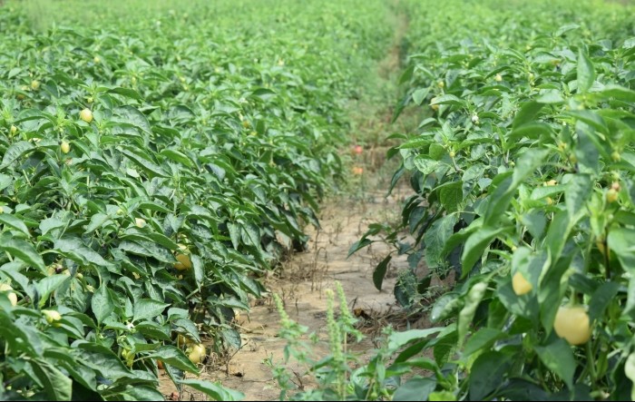 Orosco paradajzerice