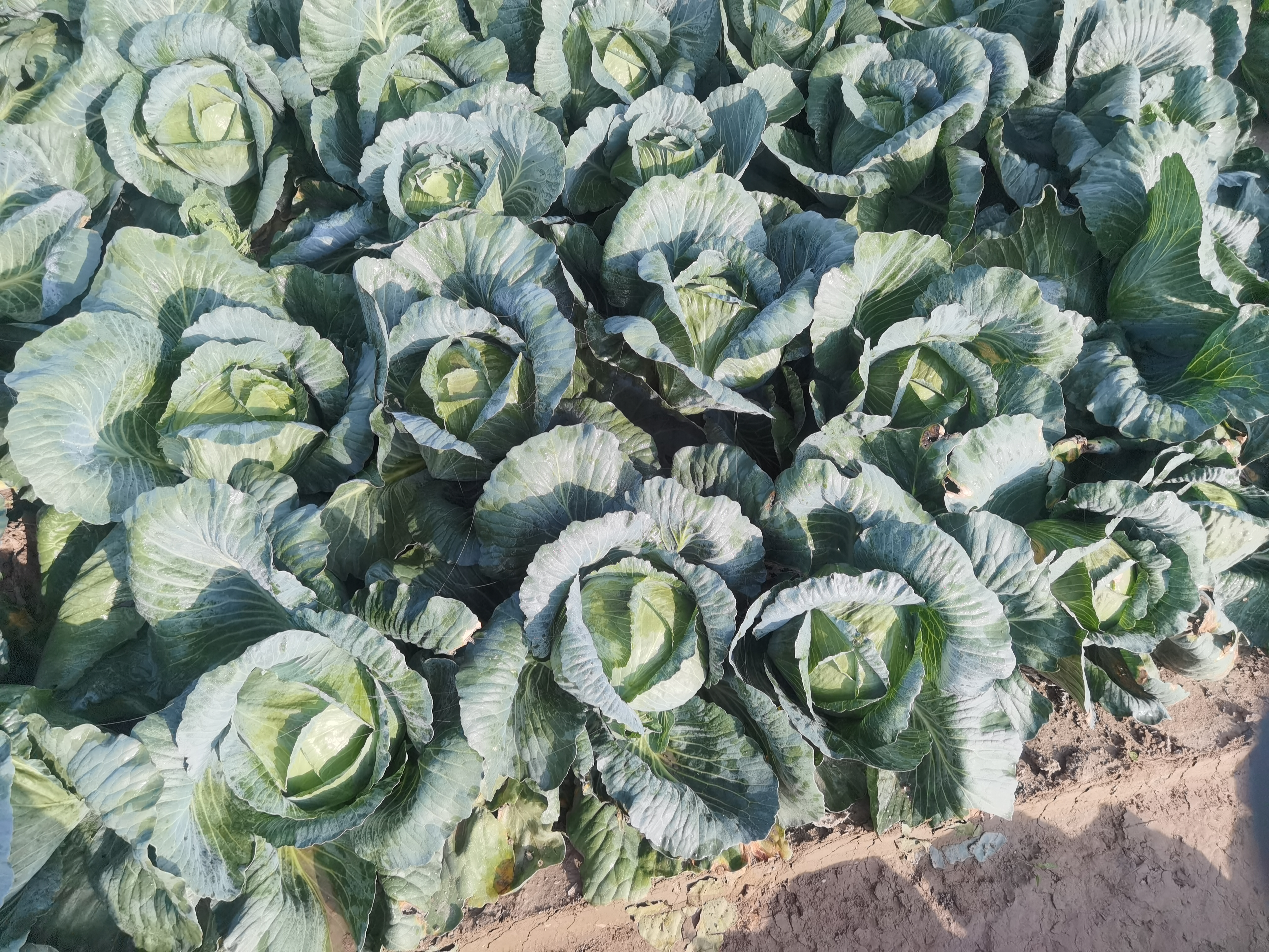 MONITUS AGRO d.o.o.