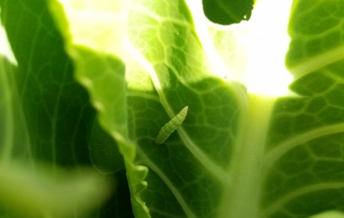 MONITUS AGRO d.o.o.