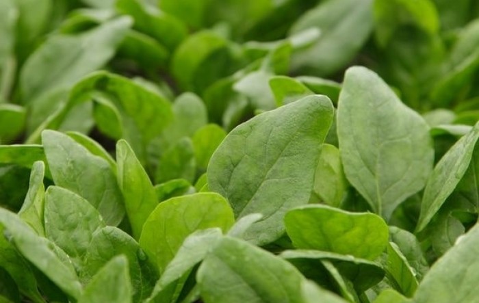 Upoznajmo se s biljkama: nutritivna vrijednost špinata