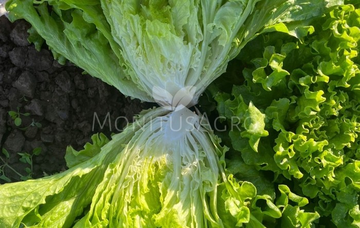 MONITUS AGRO d.o.o.