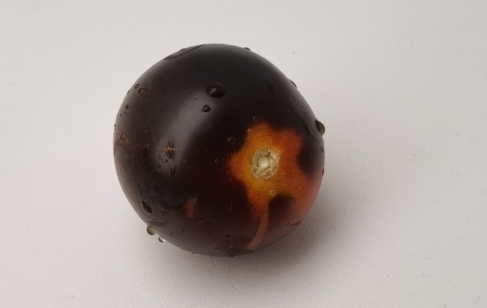 Yoom- rajčica specijalnog okusa