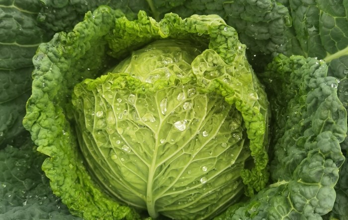 Upoznajmo se s biljkama: nutritivna vrijednost kelja