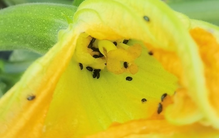 MONITUS AGRO d.o.o.