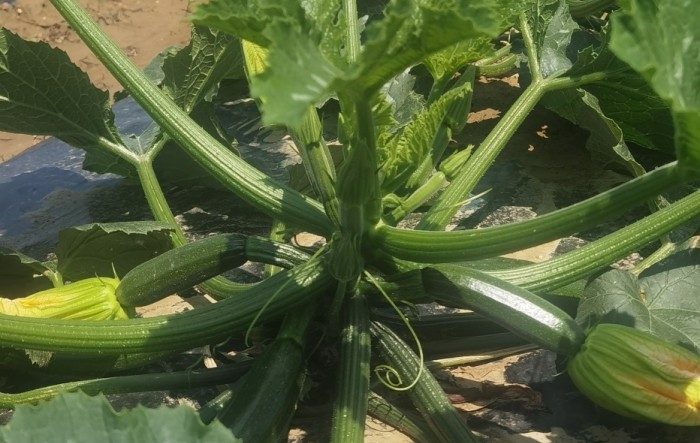 MONITUS AGRO d.o.o.