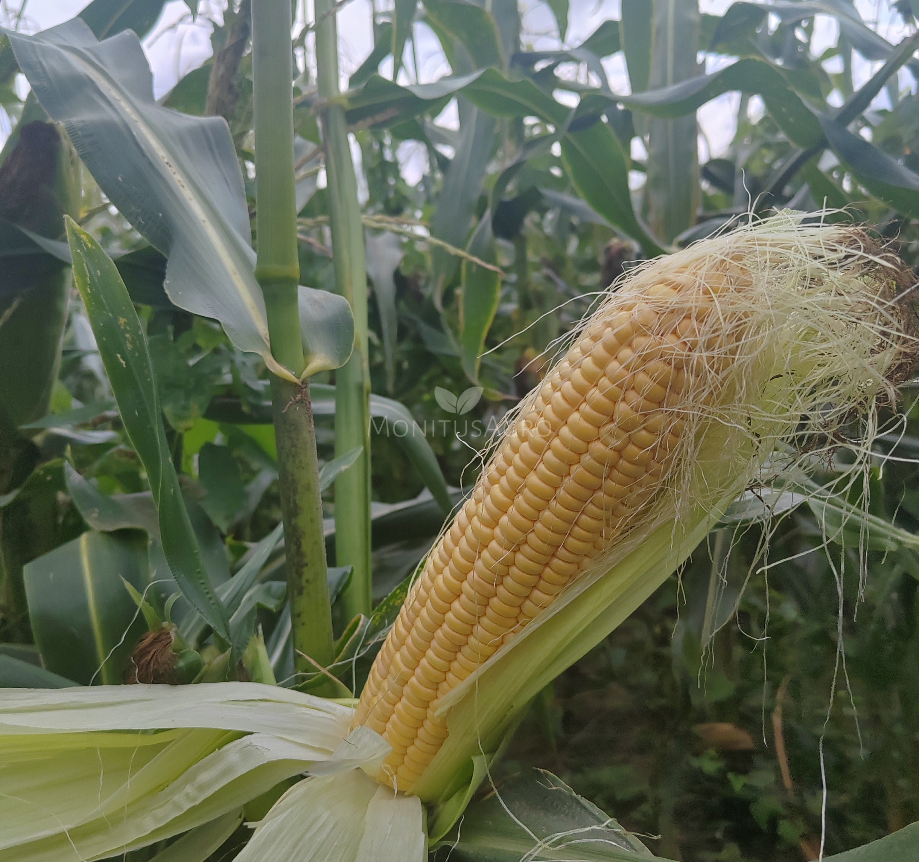 MONITUS AGRO d.o.o.