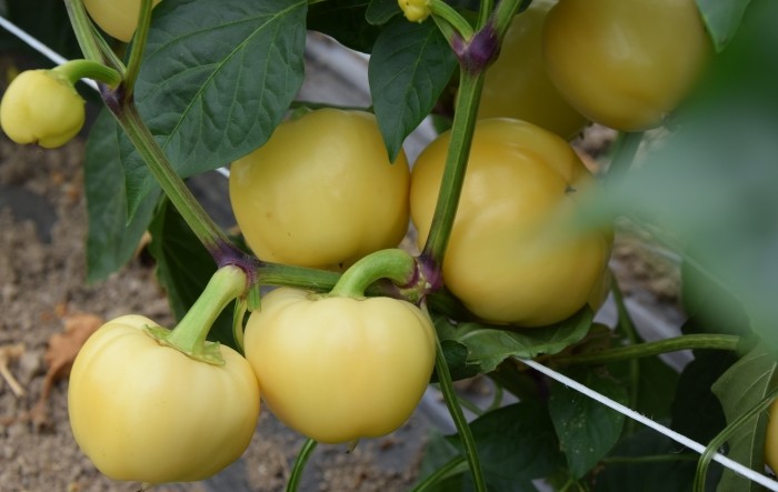 MONITUS AGRO d.o.o.