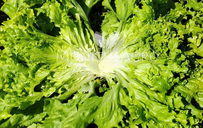 MONITUS AGRO d.o.o.