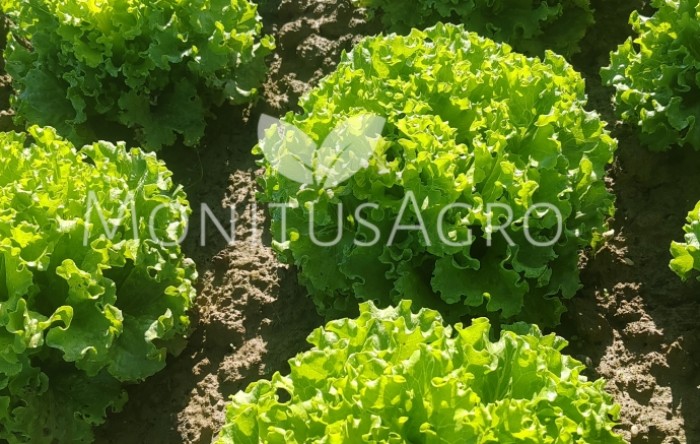MONITUS AGRO d.o.o.